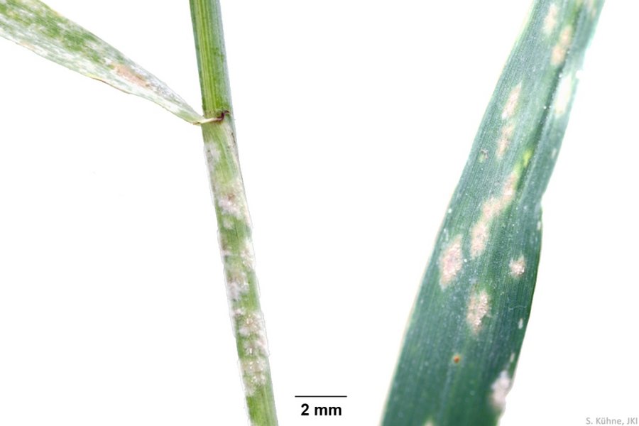 Echter Mehltau (Blumeria graminis f. sp. tritici, ehem. Erysiphe graminis  f. sp. tritici)