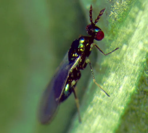 Diglyphus, Klick führt zu Großansicht im neuen Fenster