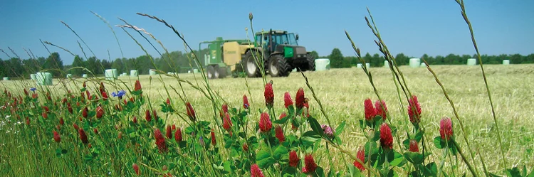 Feld mit rot blühendem Inkarnatsklee, dahinter ein Trecker