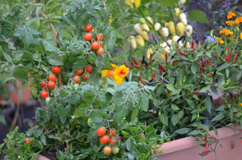 Viele bunte Pflanzen 