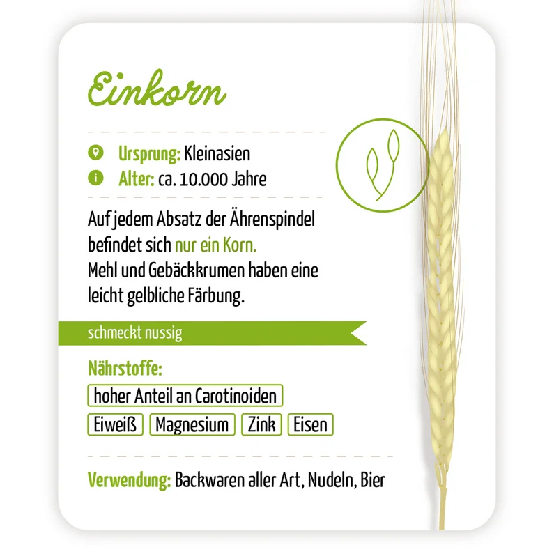 Infografik über Einkorn