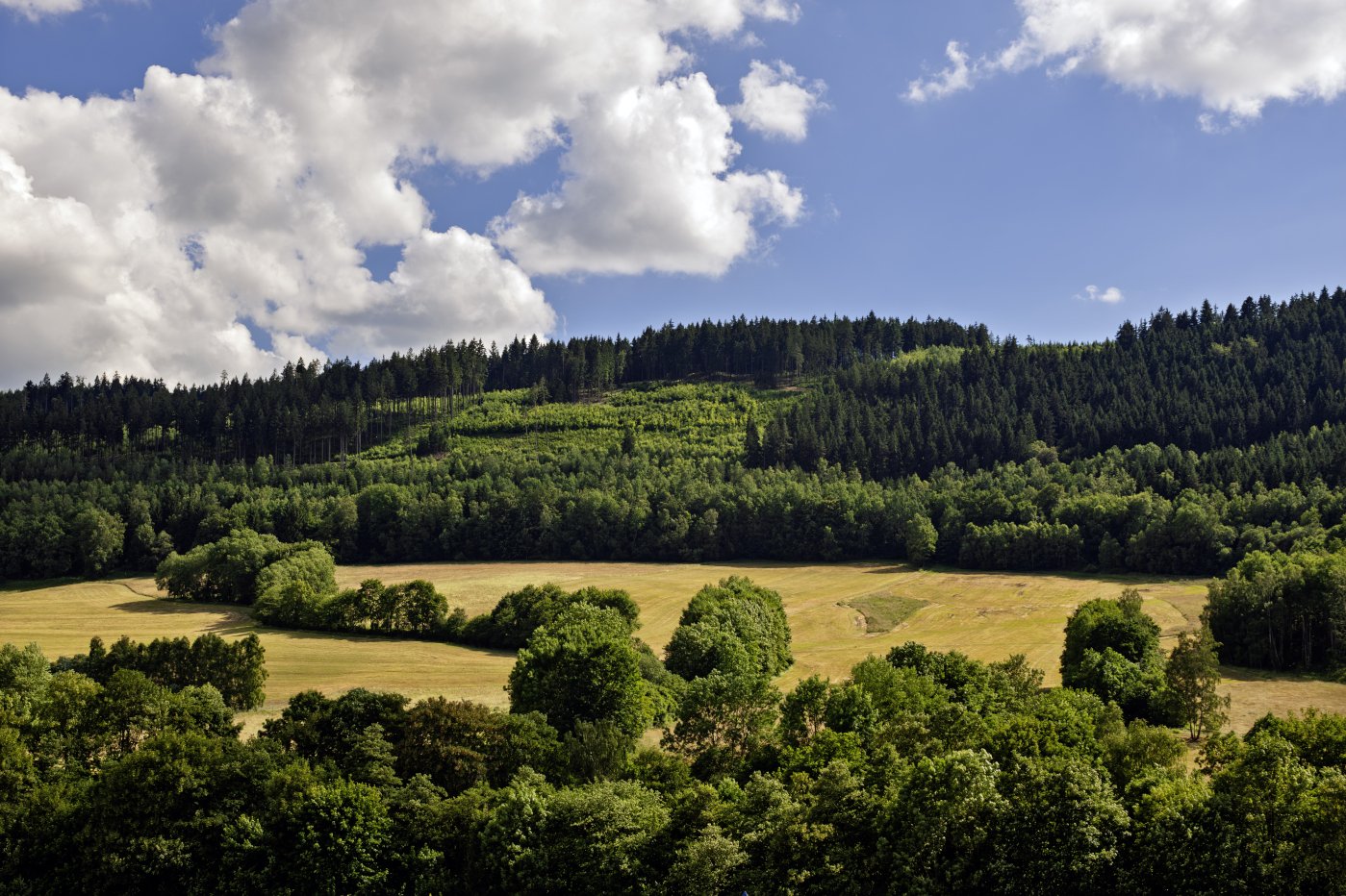 Thüringer Landschaft mit Wald und Feldern.