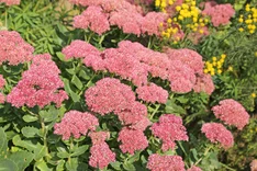 Die Pflanze des Monats August 2025: Purpur-Fetthenne (Hylotelephium telephium)