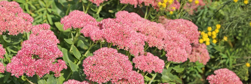 Purpur-Fetthenne (Hylotelephium telephium)