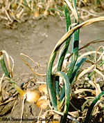 Thrips-Befall an der Ziebelpflanze; klick öffnet vergrößertes bild in neuem Fenster