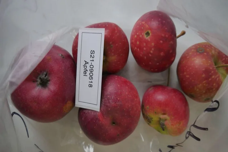Apfelproben zur Endproduktanalyse. Klick führt zu Großansicht im neuen Fenster.