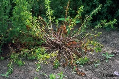 Johanniskrautwelke, Rotwelke (Colletotrichum gloeosporioides)
