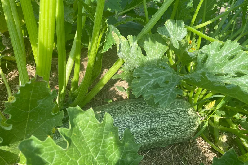 Zucchini