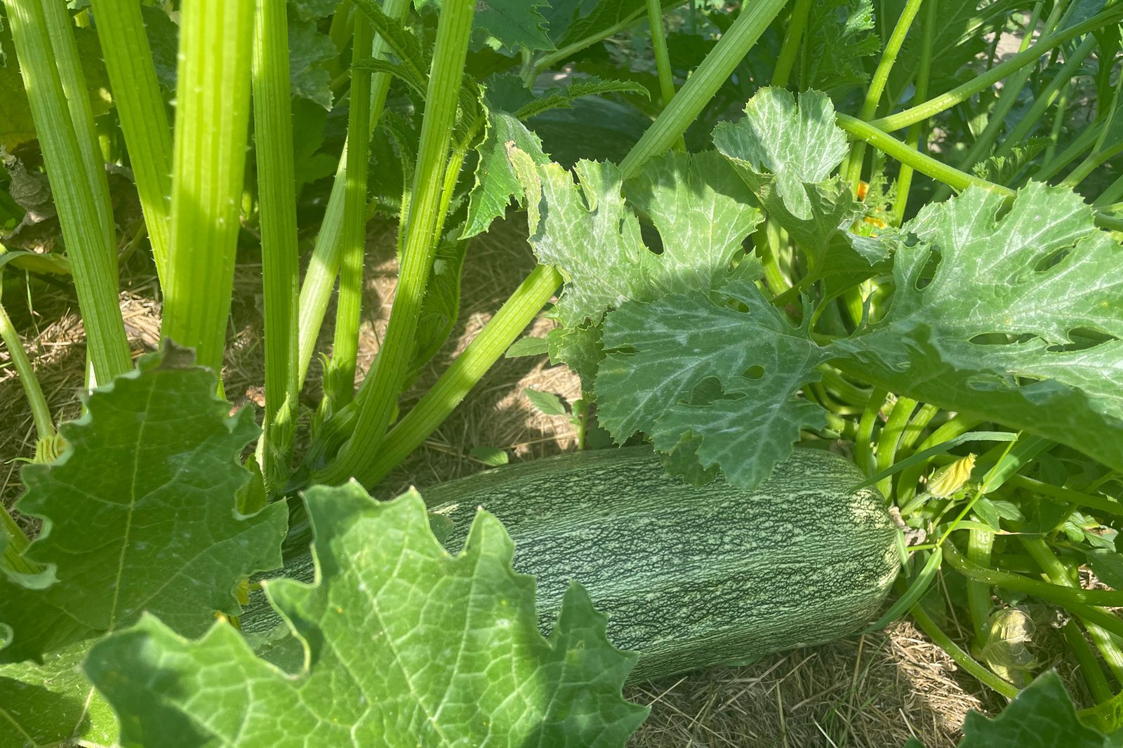 Zucchini