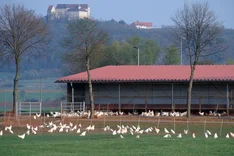 Bio-Ei