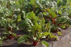 Qualität und Sicherheit in der Produktion von Bio-Fertigsalaten "SafeSalads"