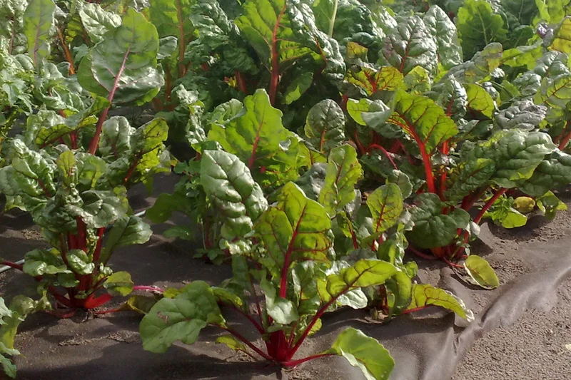 Qualität und Sicherheit in der Produktion von Bio-Fertigsalaten "SafeSalads"