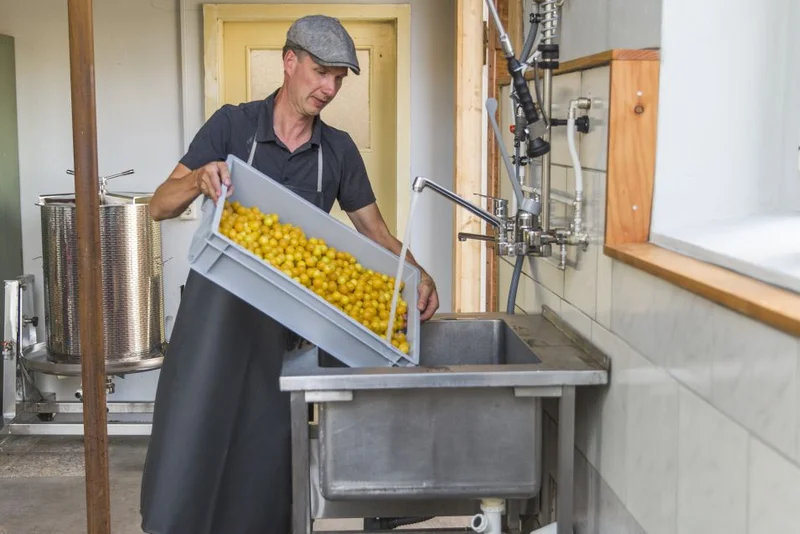 Ein Mann beim Waschen von Früchten. Klick führt zu Großansicht.