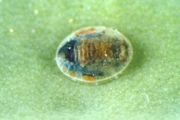 Encarsia tricolor (Schlupfwespe)