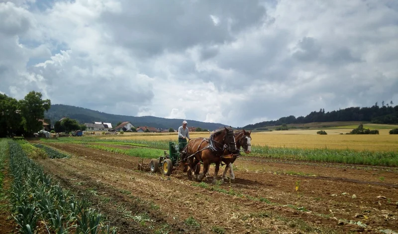 Zwei Pferde mit Pflug auf dem Feld