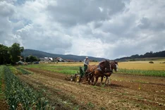 Solawi Oberellenbach