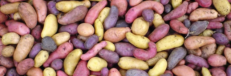 Bunte Kartoffeln