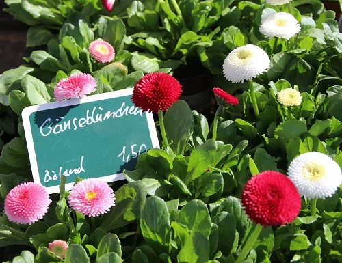 Rote und weiße Gänseblümchen. Klick führt zu Großansicht im neuen Fenster.