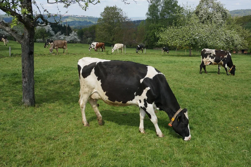 Grasende Kühe auf der Obstweide. Klick führt zu Großansicht im neuen Fenster.