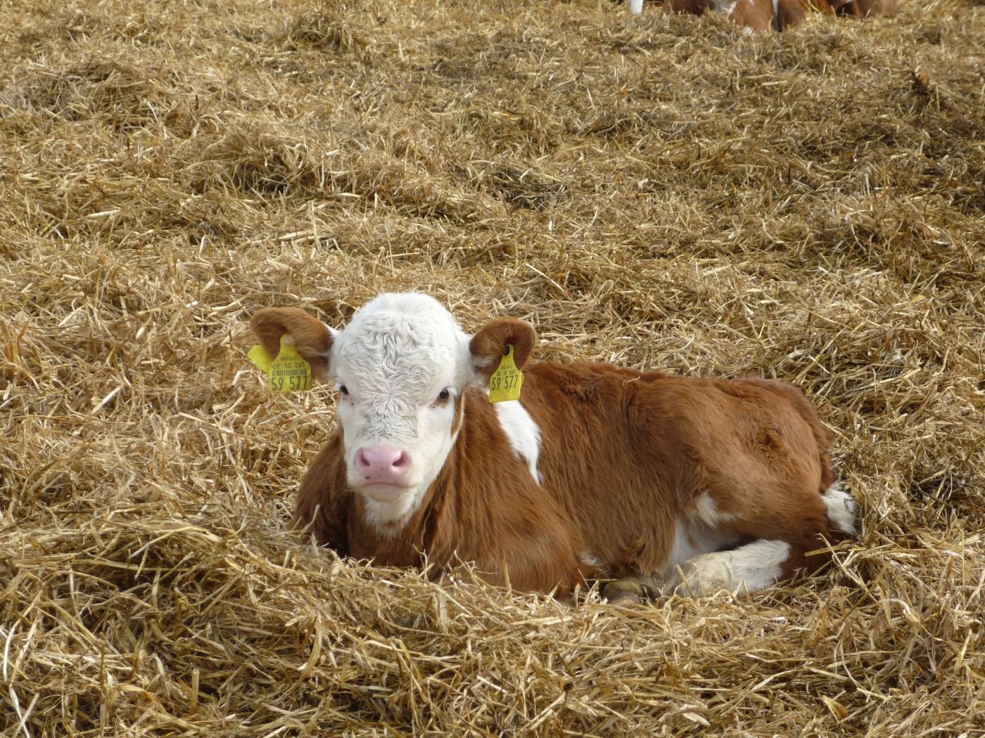 Kalb im Stroh