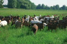 Bio-Milchziegenhof Liebert