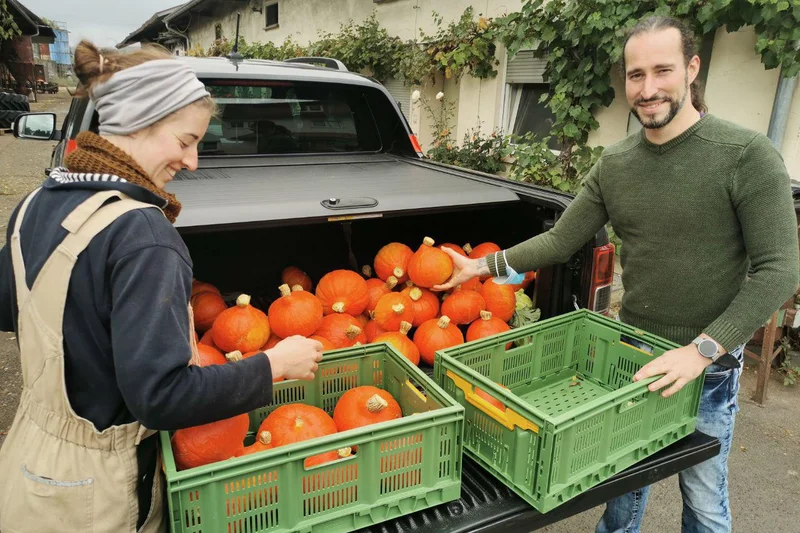 Zwei Menschen laden Kürbisse in einen Transporter.