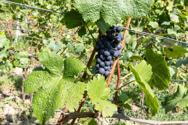 Blick auf eine Weinrebe und ein Weinblatt. Klick führt zu Großansicht.
