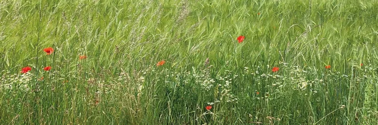 Feld mit Mohn