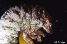 Metarhizium anisopliae (Pilz)