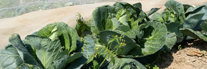 Spitzkohl auf dem Feld.