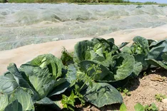 Starkes Wachstum im Bio-Kohlanbau: Feinkohl setzt sich an die Spitze