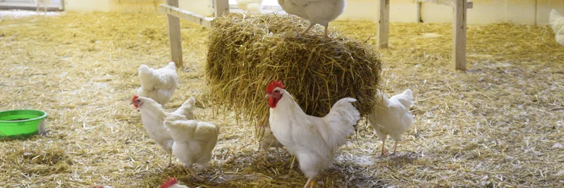 Hühner und Hähne in einem Stall mit Stroh. Im Hintergrund ist ein Huhn auf einem Stohballen zu sehen, das pickt.
