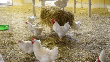 Ein weißer Hahn und weiße Hühner in einem Stall mit Stroh. Im Hintergrund ist ein Huhn auf einem Strohballen zu sehen, das pickt.