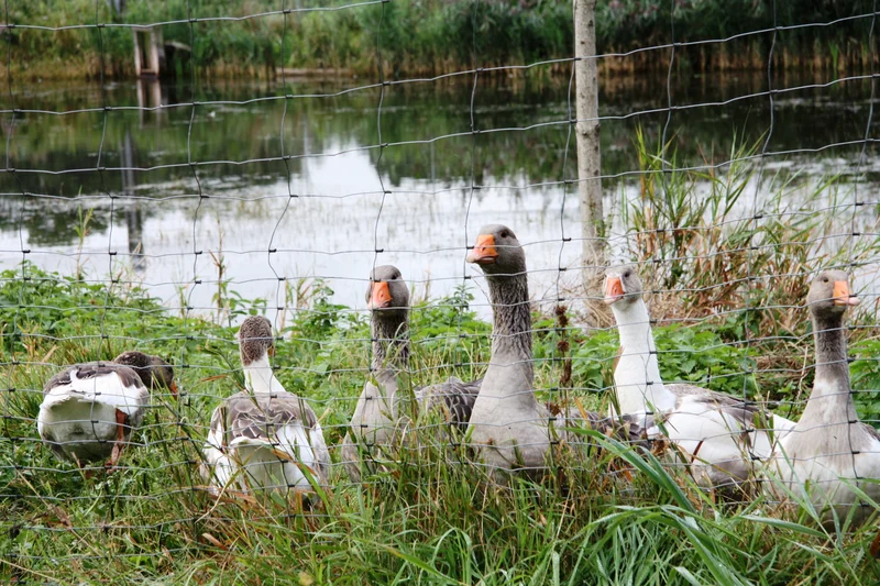 Teich mit Enten, Klick führt zu Großansicht im neuen Fenster