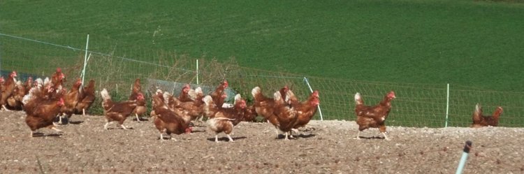 Hühner auf dem Feld