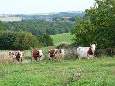 Rotbunte-Milchkühe. Foto: Demeter