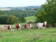 Wertschöpfungskette für Frischmilch, Käse aus Bio-Heumilch und Ziegenfrischkäse