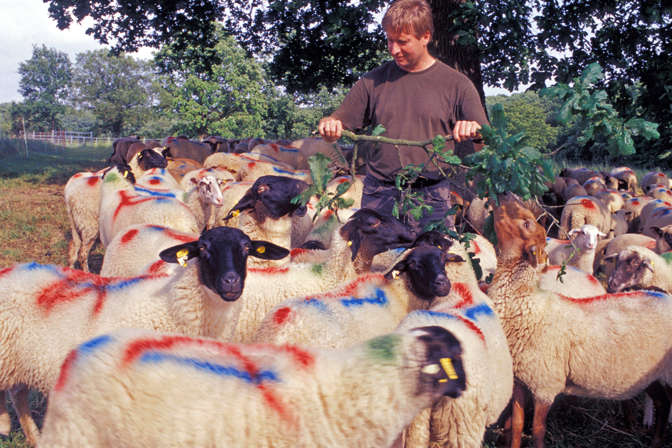 Ein Mann steht mit dem Gesicht zur Kamera in einer Herde von Schafen, die blaue und rote Markierungen auf dem Fell haben. Klick führt zu Großansicht in neuem Fenster.