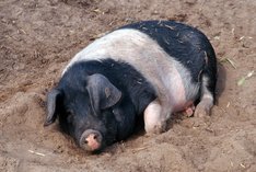 Crowdbutching und Schweineleasing – Bio-Fleisch online vermarkten