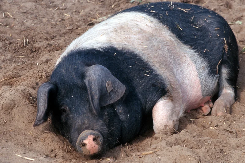 Schwein