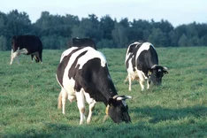 RZÖko – Ökologischer Rinderzuchtwert für Deutsche Holsteins