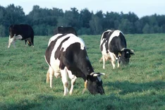 Wie werden Bio-Tiere gezüchtet?