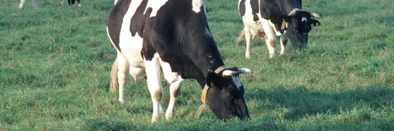 Schwarzbunte Kühe beim Fressen auf der Weide. 