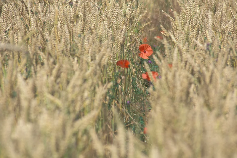 Mohn im Weizenfeld. Klick führt zu Großansicht im neuen Fenster.