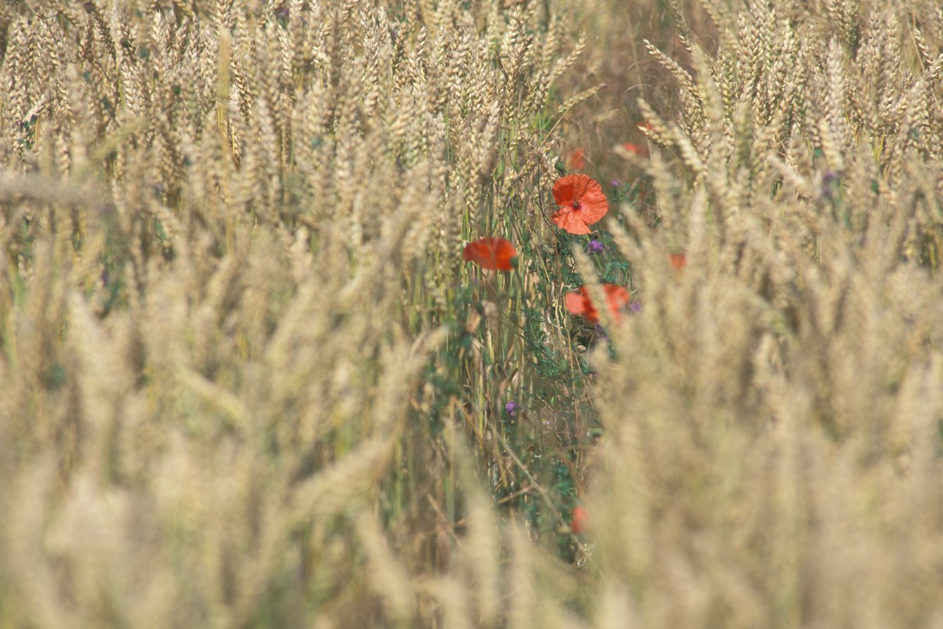 Mohn im Weizenfeld. Klick führt zu Großansicht im neuen Fenster.