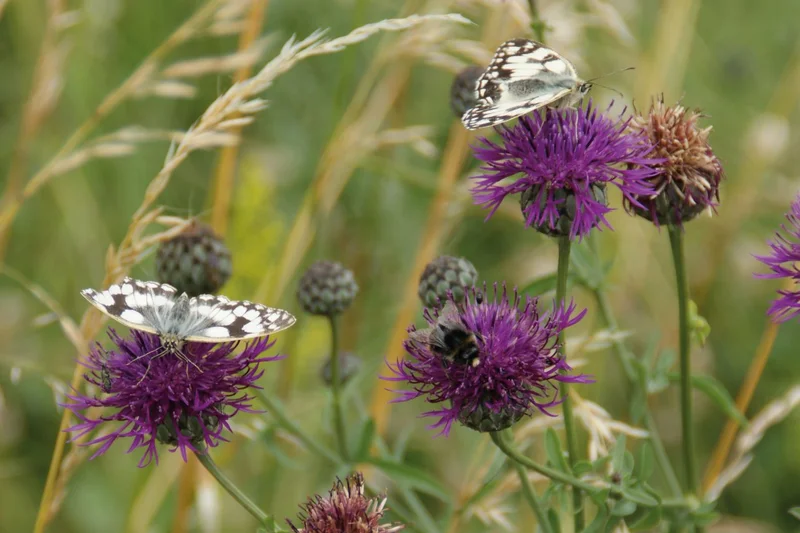 Wildblumen