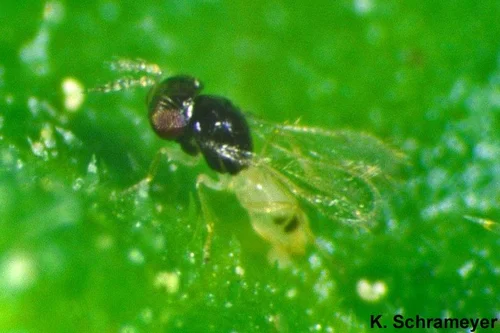 Thripobius lemiluteus