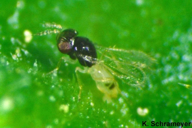 Thripobius semiluteus (Schlupfwespenart)