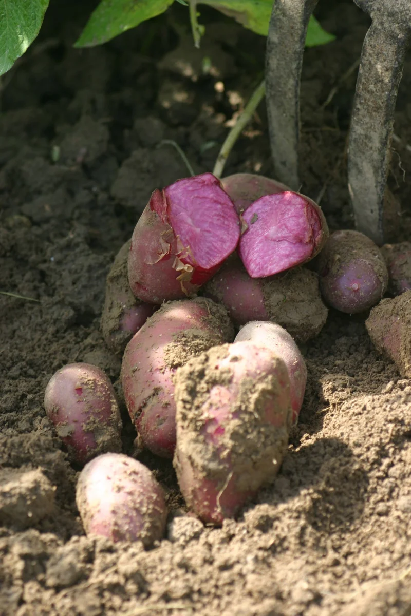 Kartoffelsorte "Heiderot"
