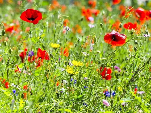 Bunte Blumenwiese. Klick führt zu Großansicht im neuen Fenster.